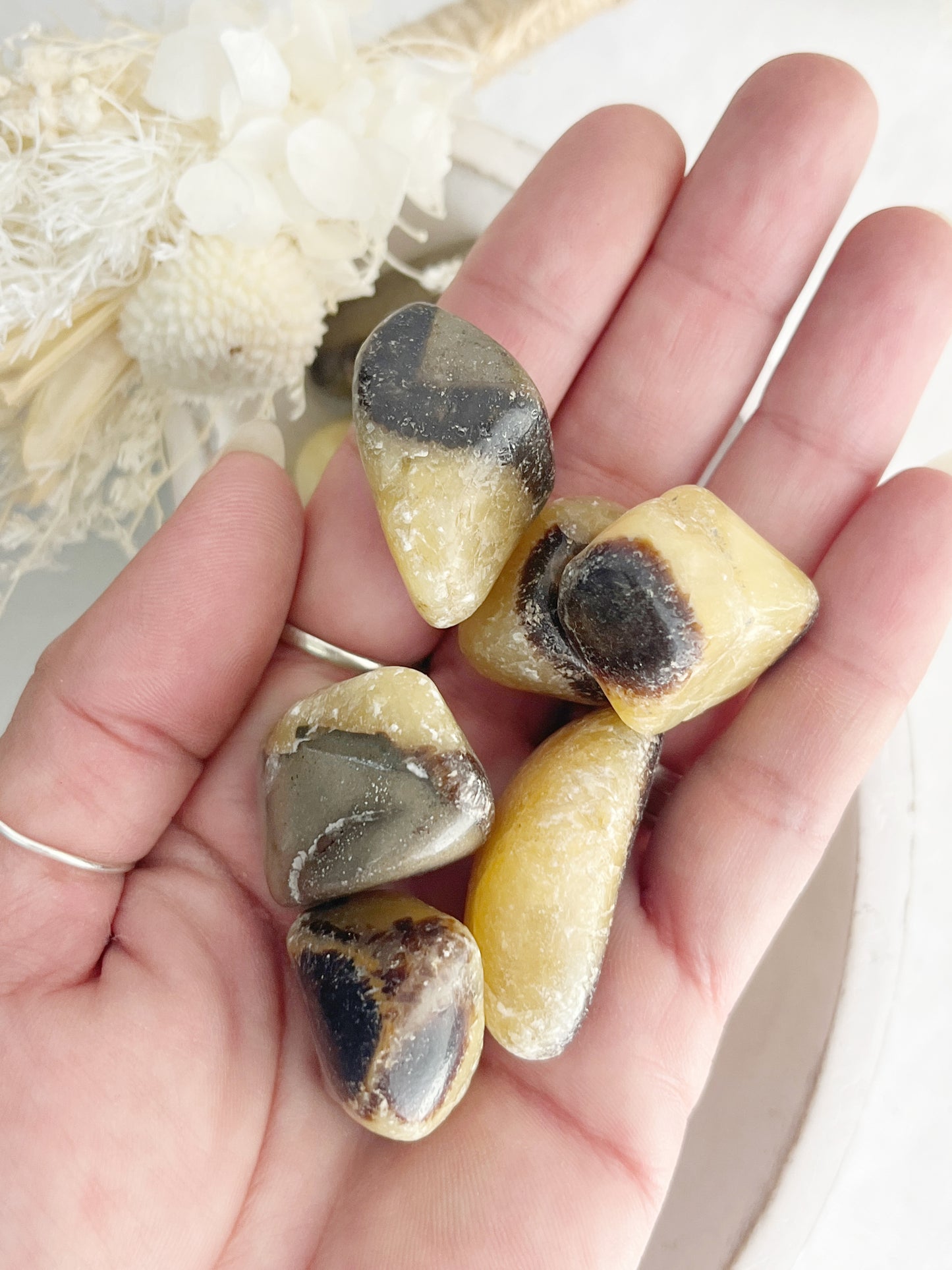 SEPTARIAN TUMBLE