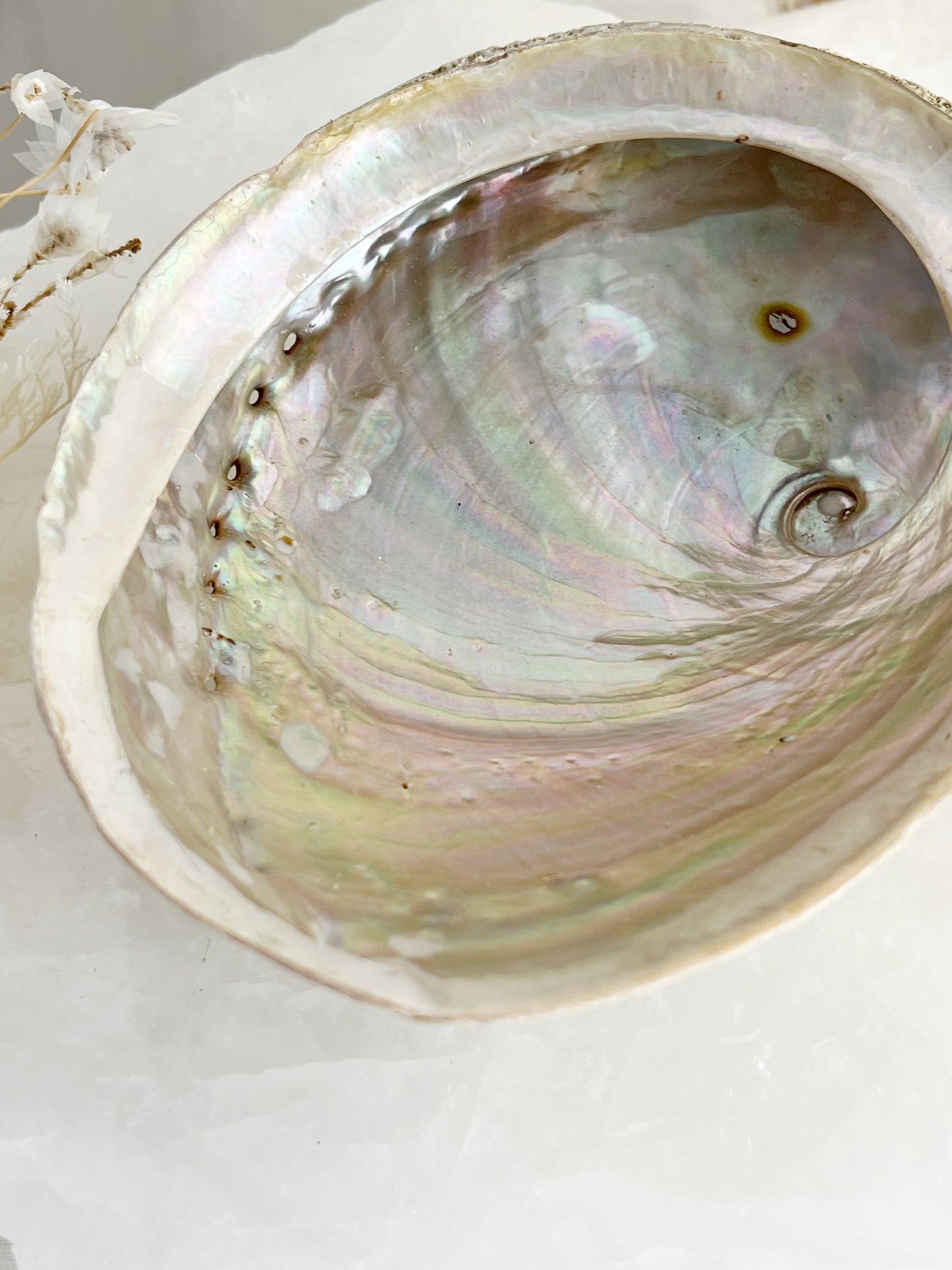 XL WHITE ABALONE SHELL || 33020