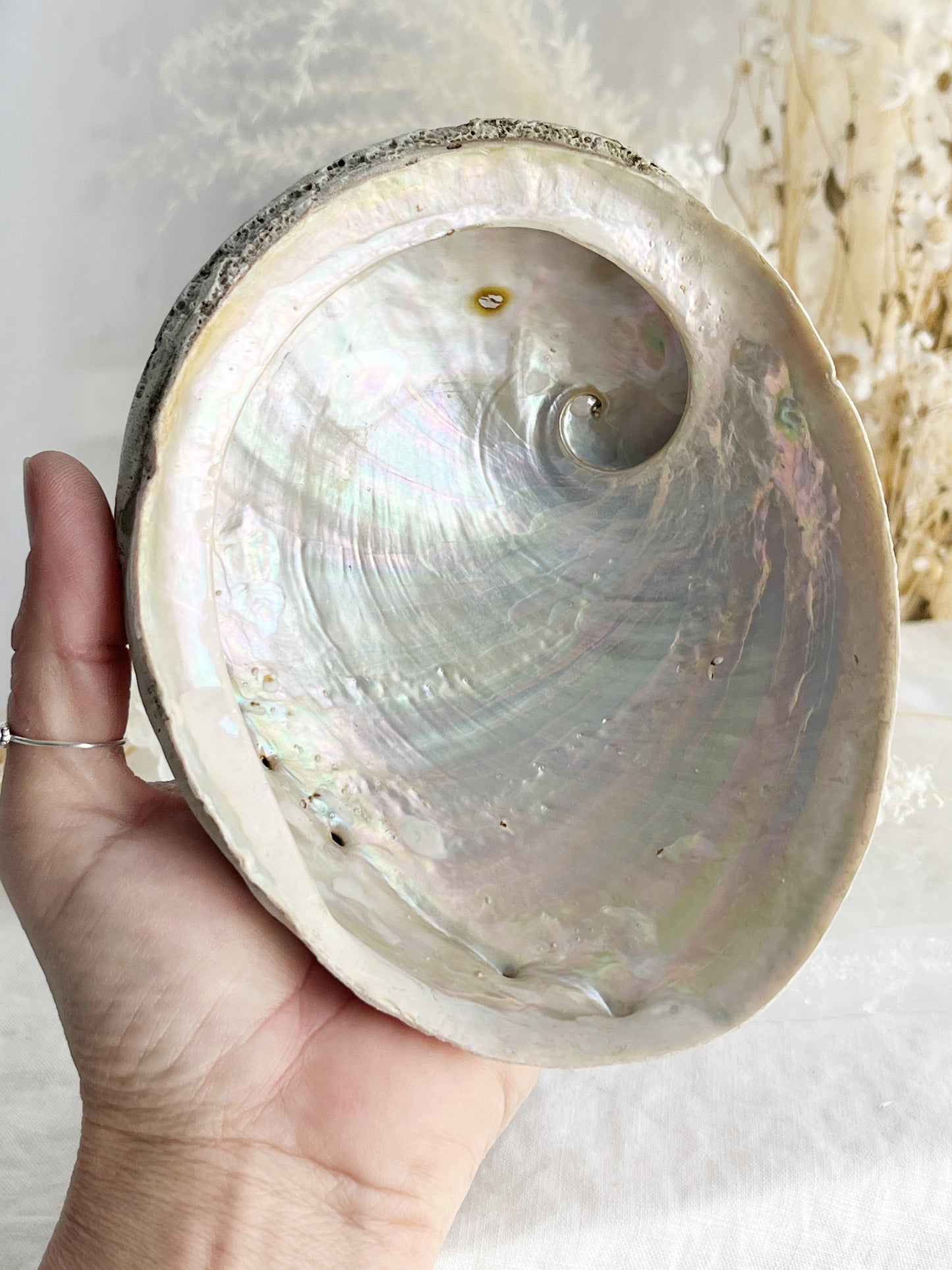 XL WHITE ABALONE SHELL || 33020
