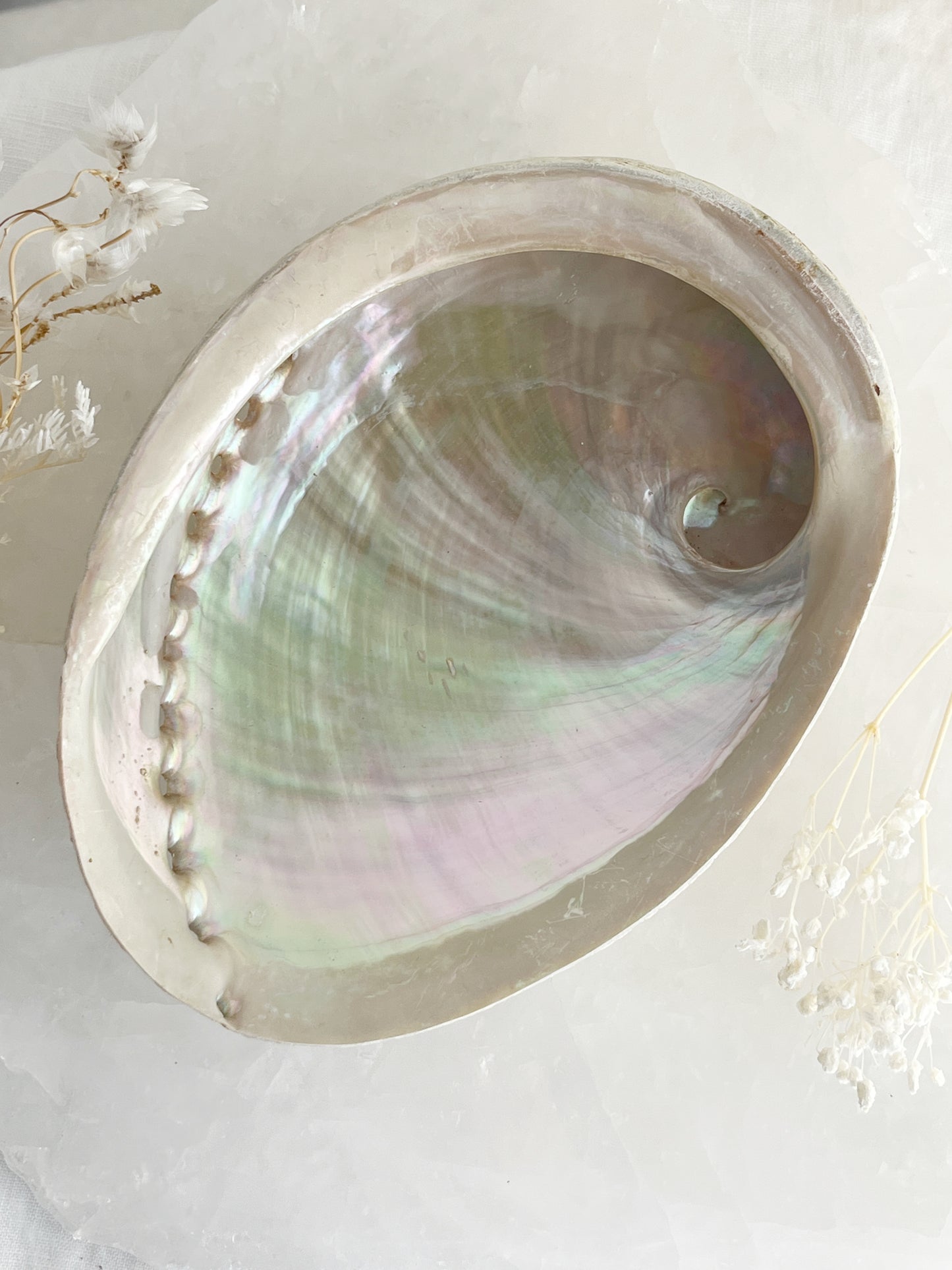 XL WHITE ABALONE SHELL AUSTRALIA PEARL RAINBOW