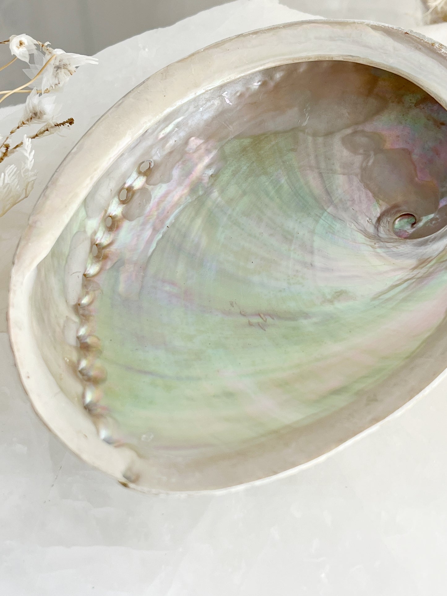XL WHITE ABALONE SHELL || 33021