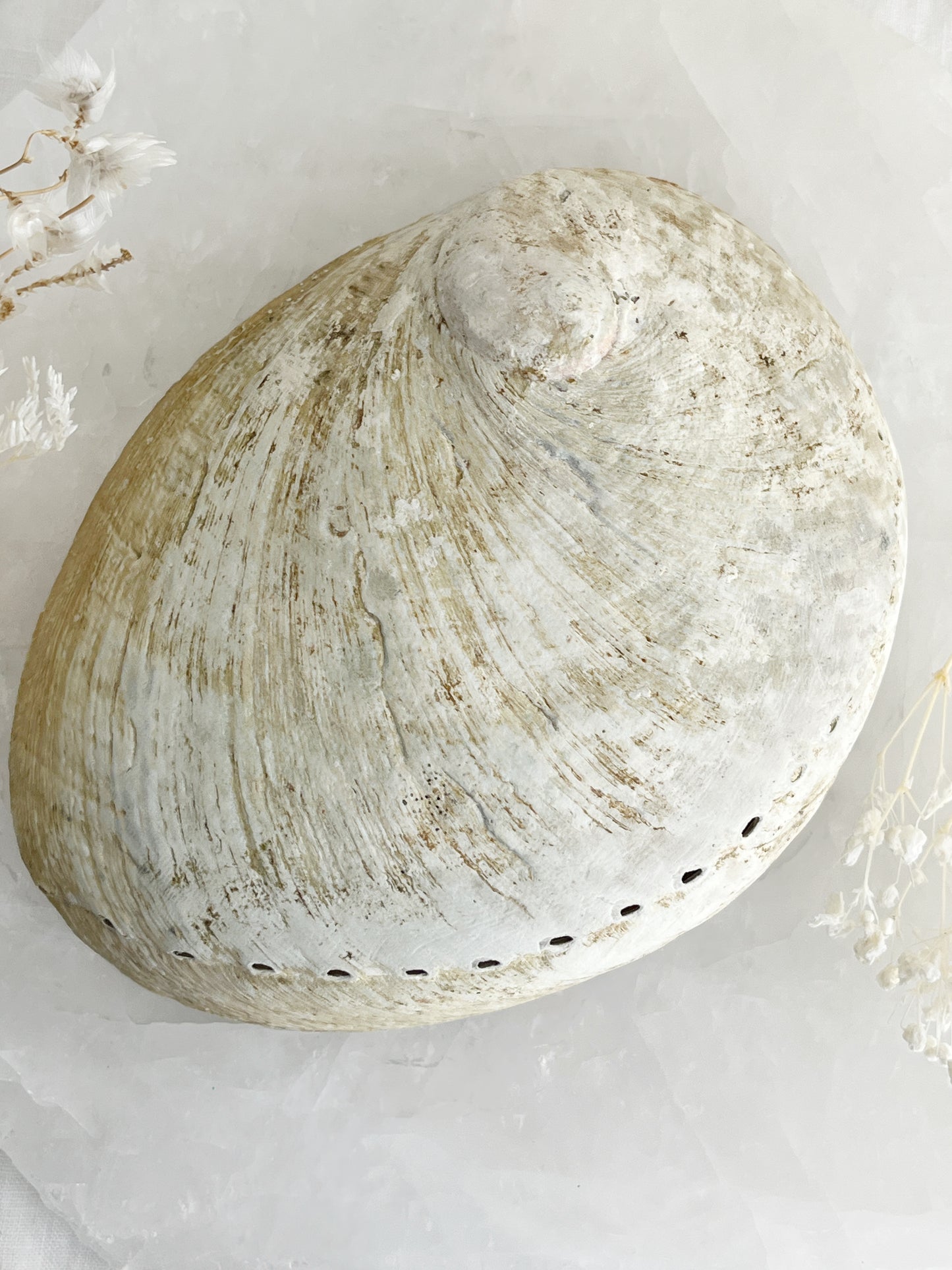 XL WHITE ABALONE SHELL || 33021