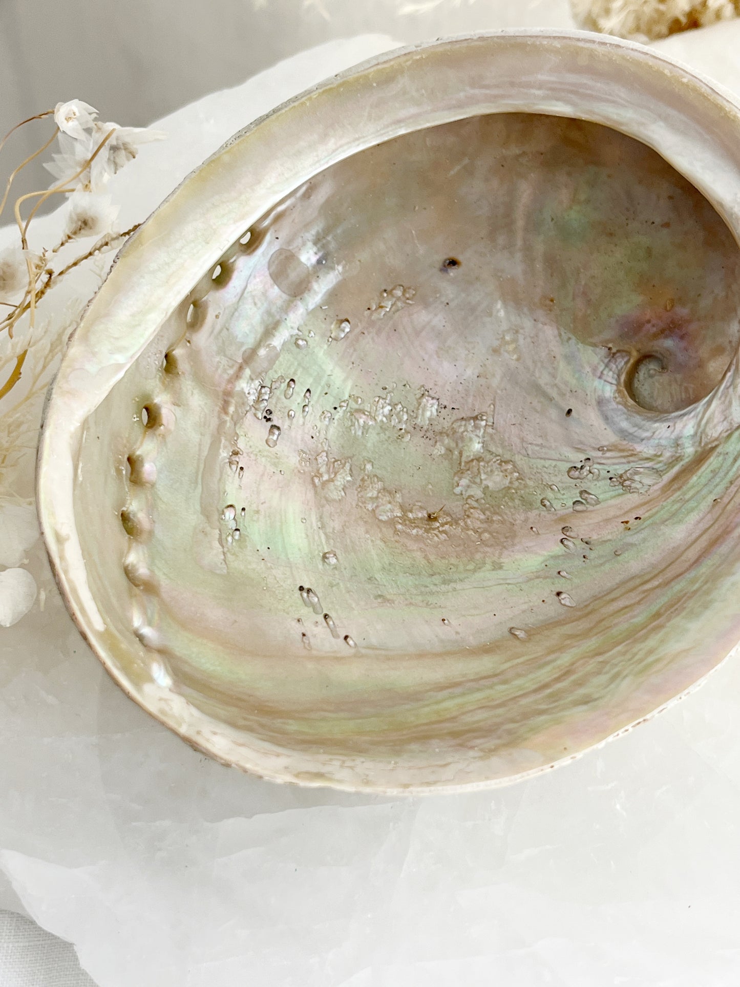 XL WHITE ABALONE SHELL || 33022