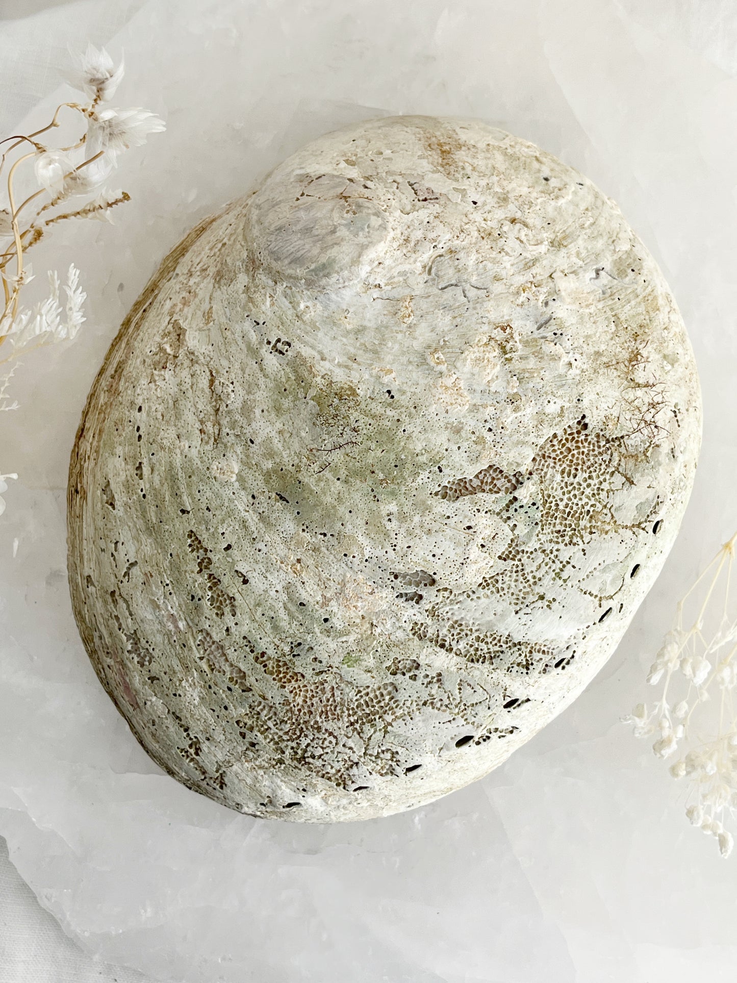 XL WHITE ABALONE SHELL || 33022