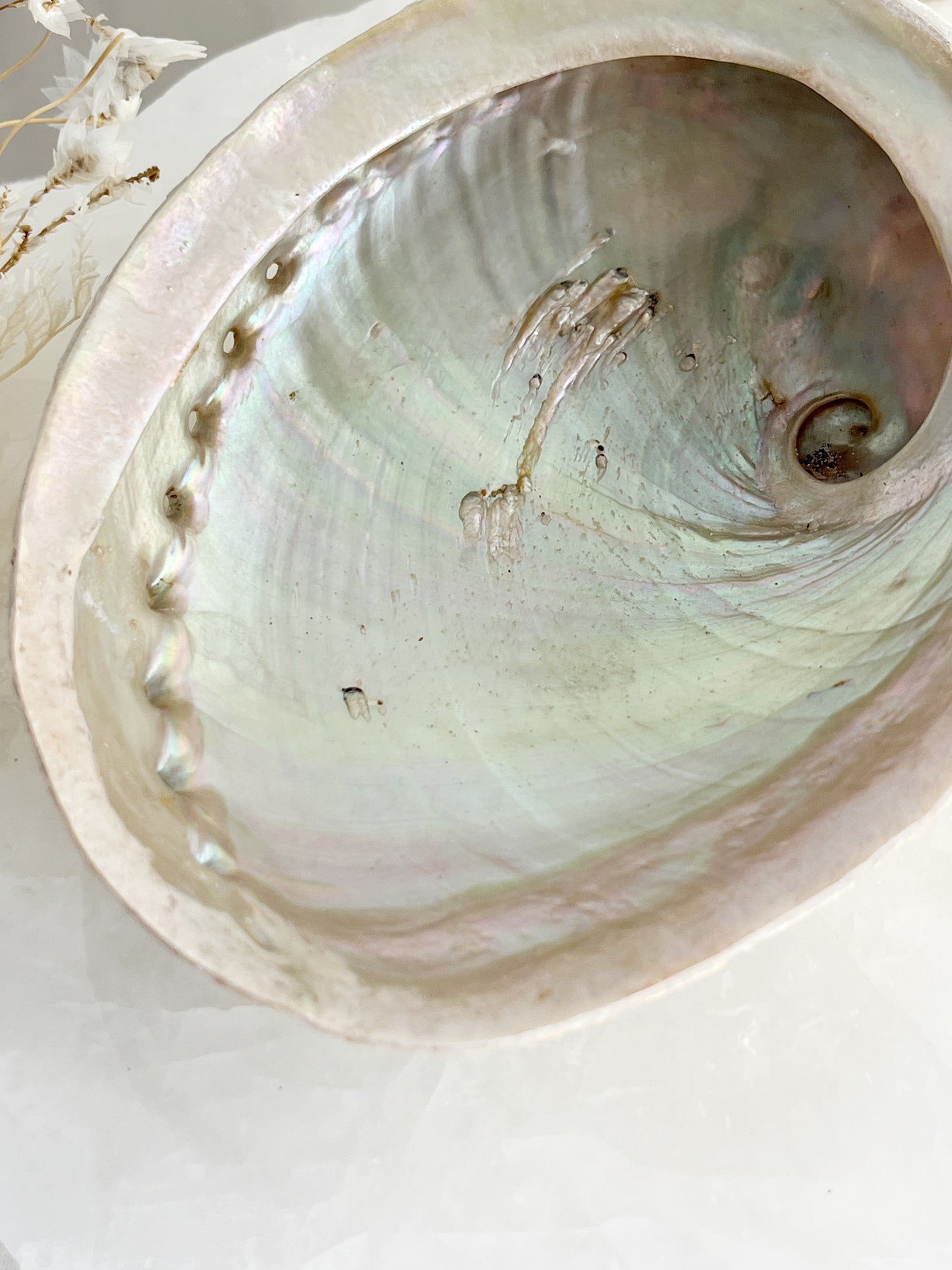 XL WHITE ABALONE SHELL || 33023