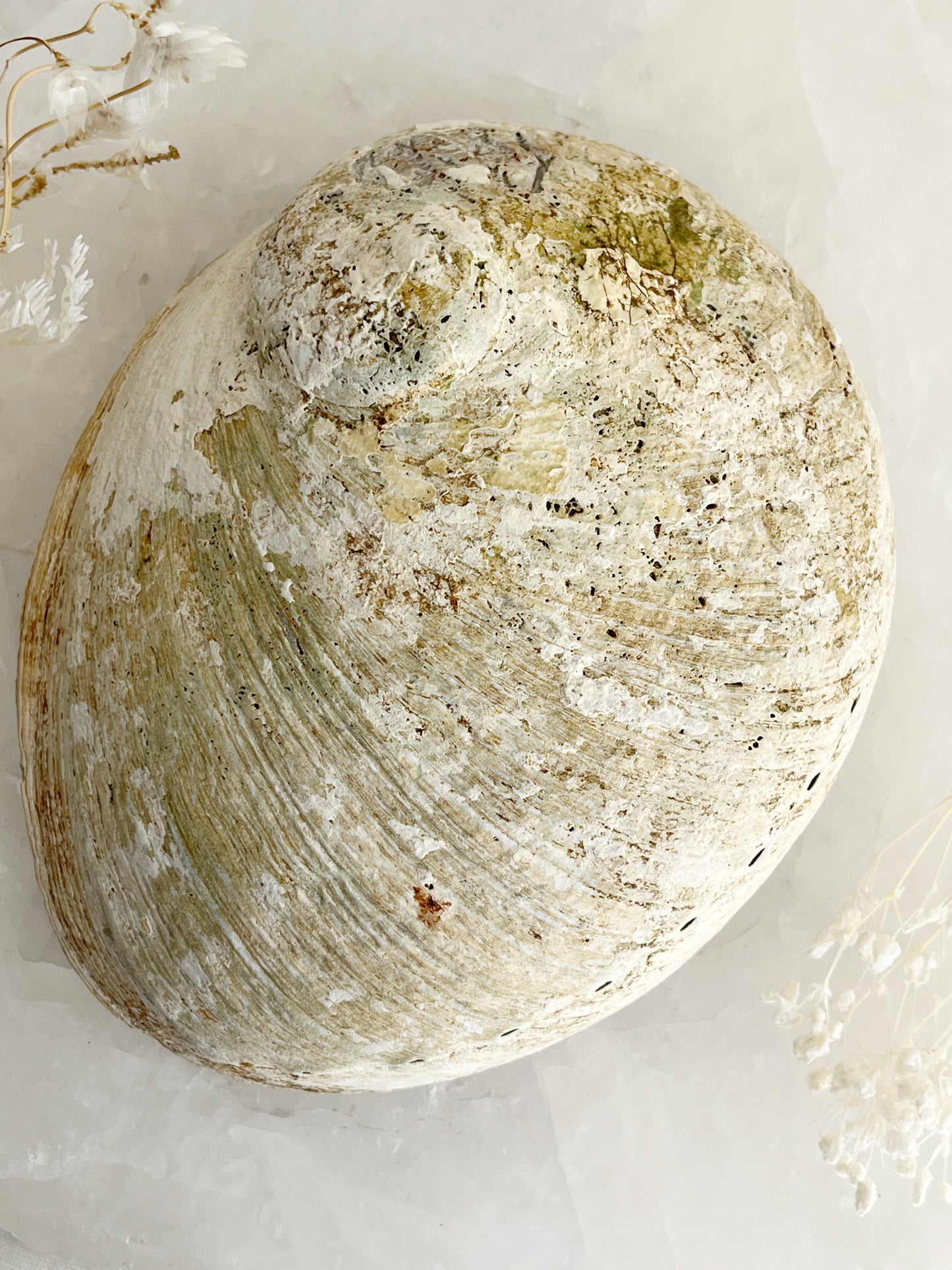 XL WHITE ABALONE SHELL || 33023