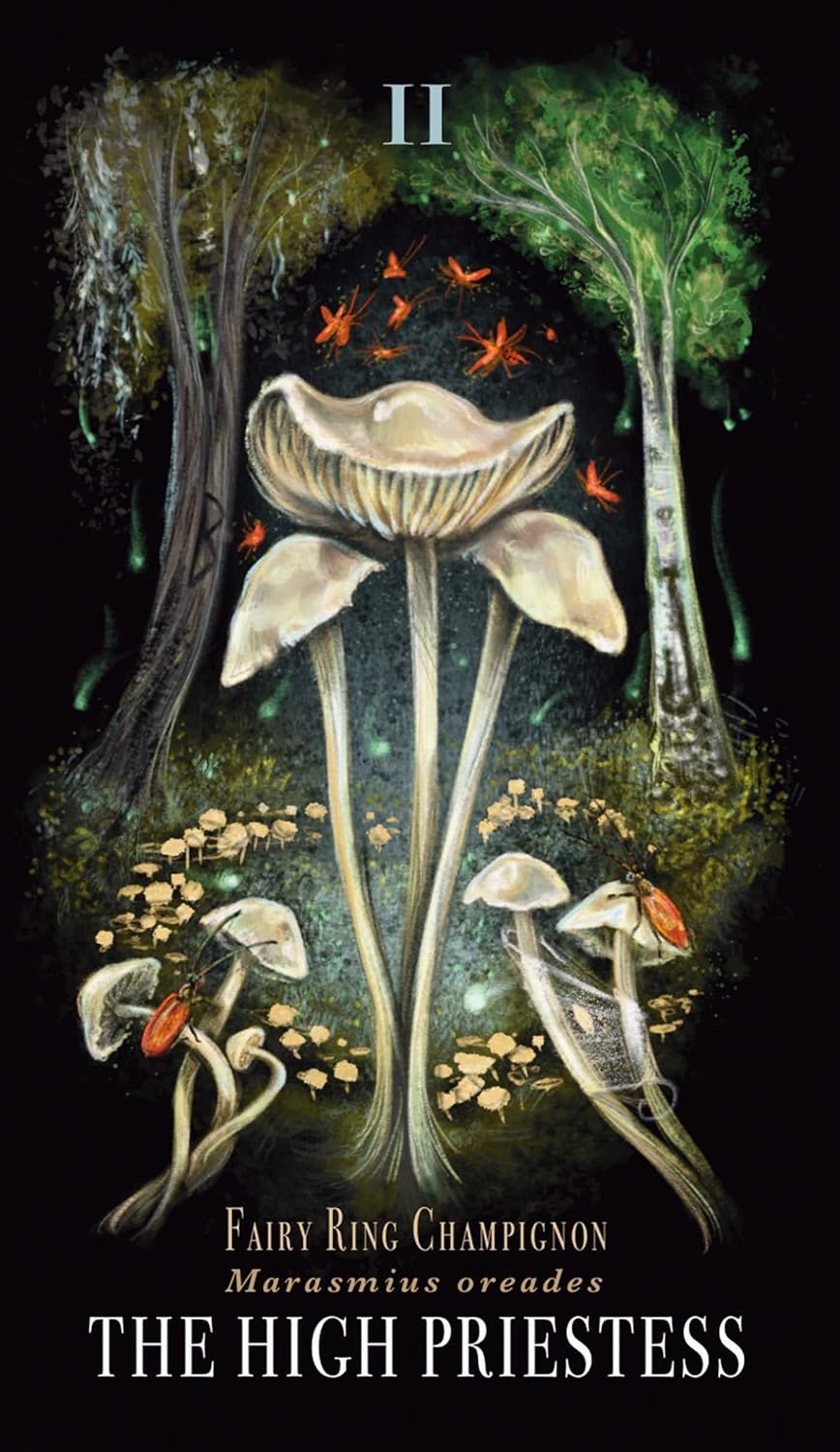 MIDNIGHT MAGIC || A TAROT DECK OF MUSHROOMS