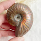 AMMONITE FOSSIL OPALISED || 31519