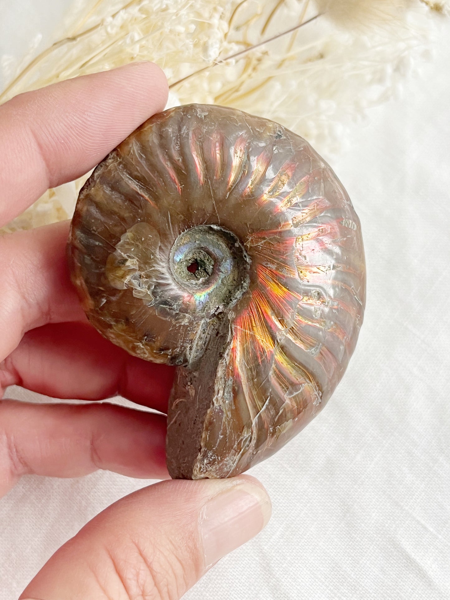 AMMONITE FOSSIL OPALISED || 31519