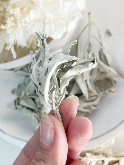 WHITE SAGE | LOOSE STEMS