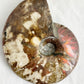 AMMONITE FOSSIL OPALISED || 31514