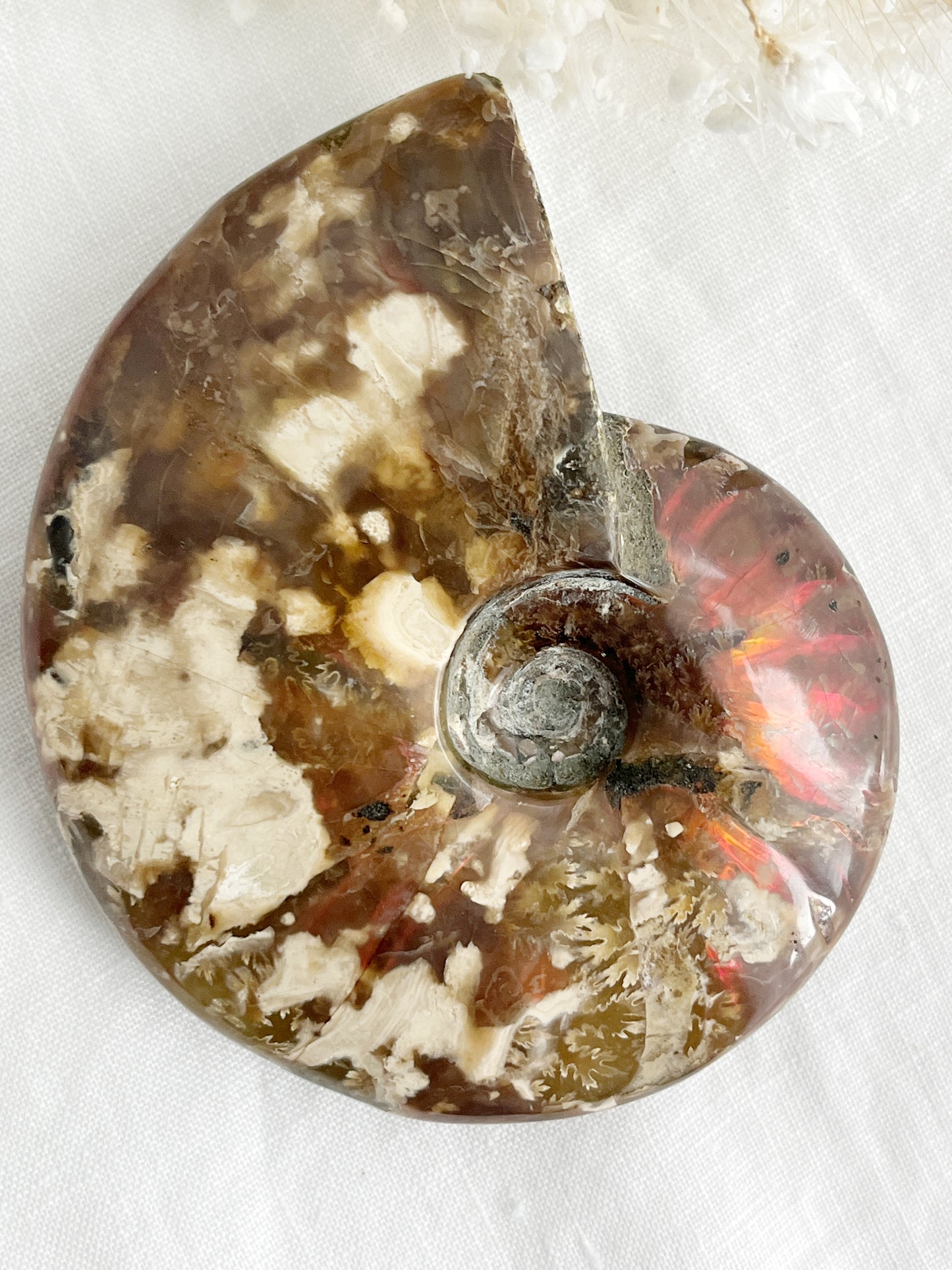 AMMONITE FOSSIL OPALISED || 31514