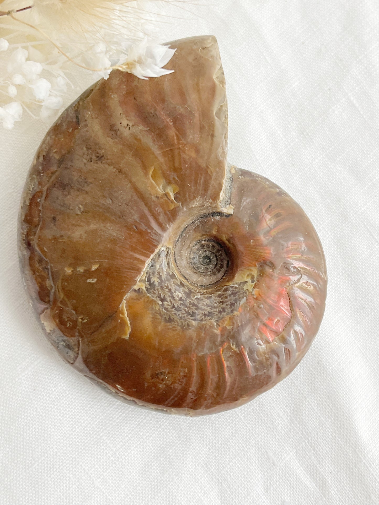 AMMONITE FOSSIL OPALISED || 31517