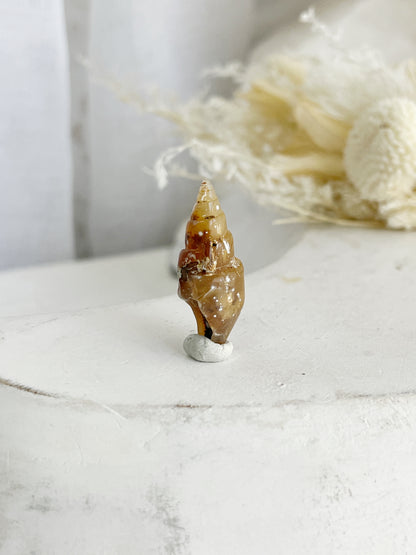 AGATE REPLACED SHELL || ARS7