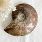 AMMONITE FOSSIL OPALISED || 31518