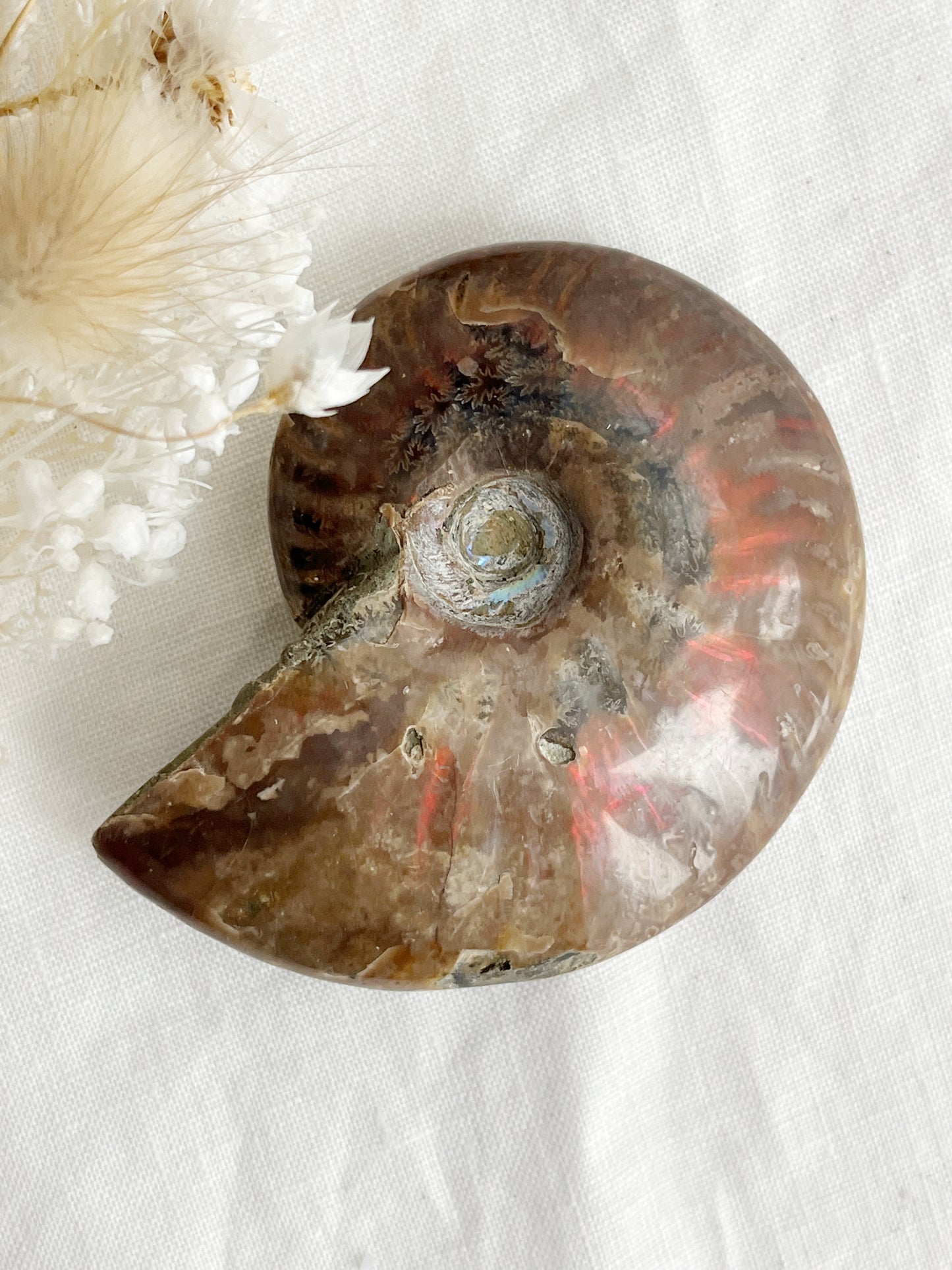 AMMONITE FOSSIL OPALISED || 31518