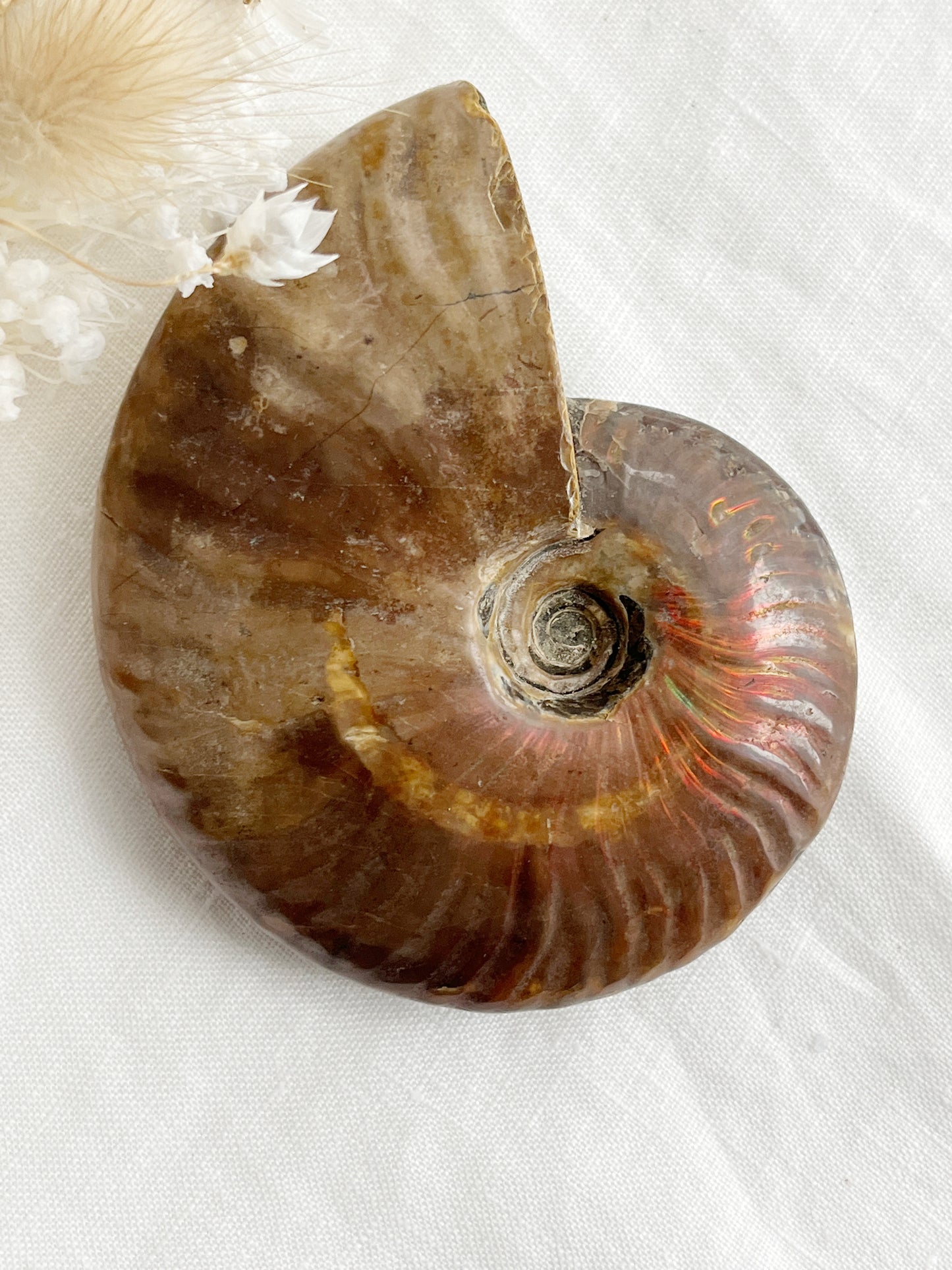 AMMONITE FOSSIL OPALISED || 31516