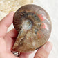 AMMONITE FOSSIL OPALISED || 31518