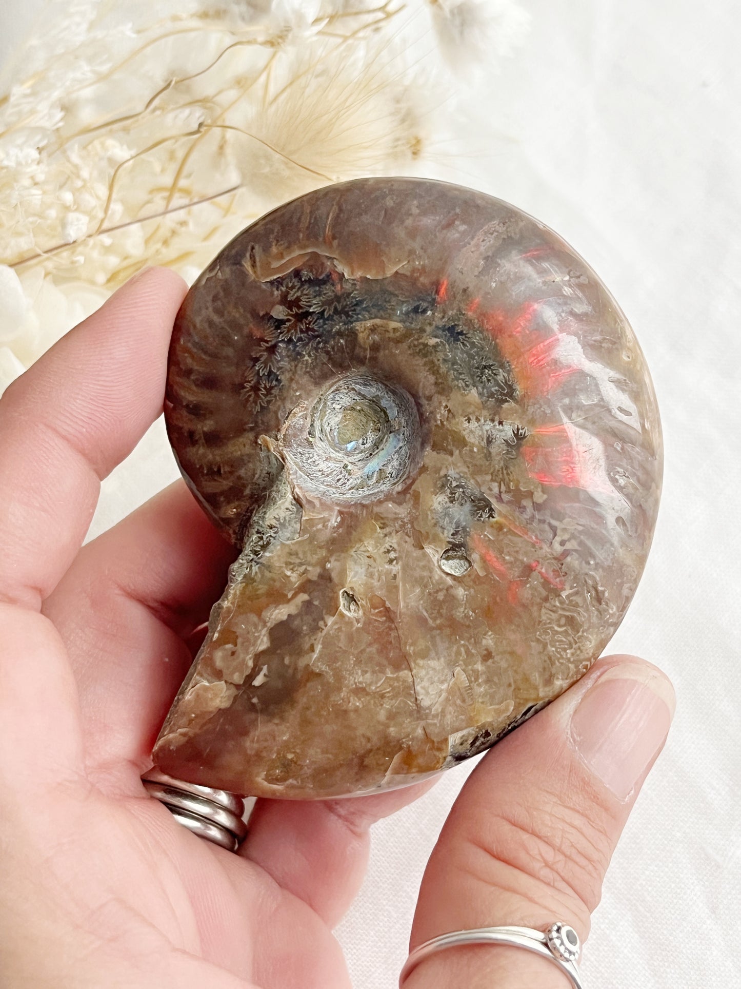 AMMONITE FOSSIL OPALISED || 31518