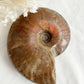 AMMONITE FOSSIL OPALISED || 31517