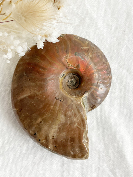 AMMONITE FOSSIL OPALISED || 31517