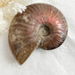 AMMONITE FOSSIL OPALISED || 31516