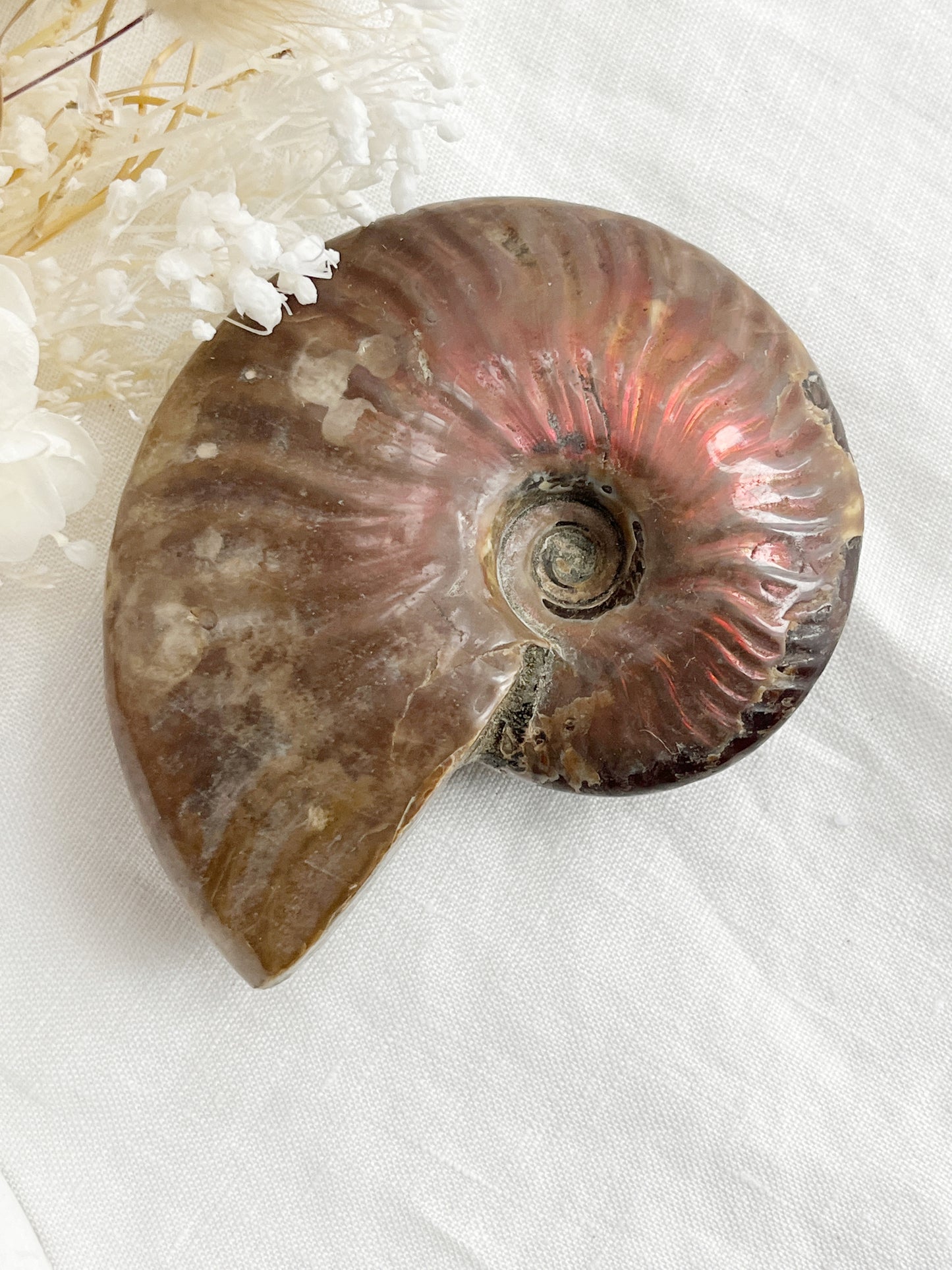 AMMONITE FOSSIL OPALISED || 31516