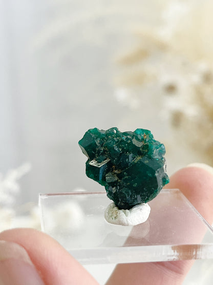 DIOPTASE SPECIMEN, 31595, STONED AND SAGED AUSTRALIA