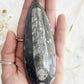 ORTHOCERAS FOSSIL, 31075, STONED AND SAGED AUSTRALIA