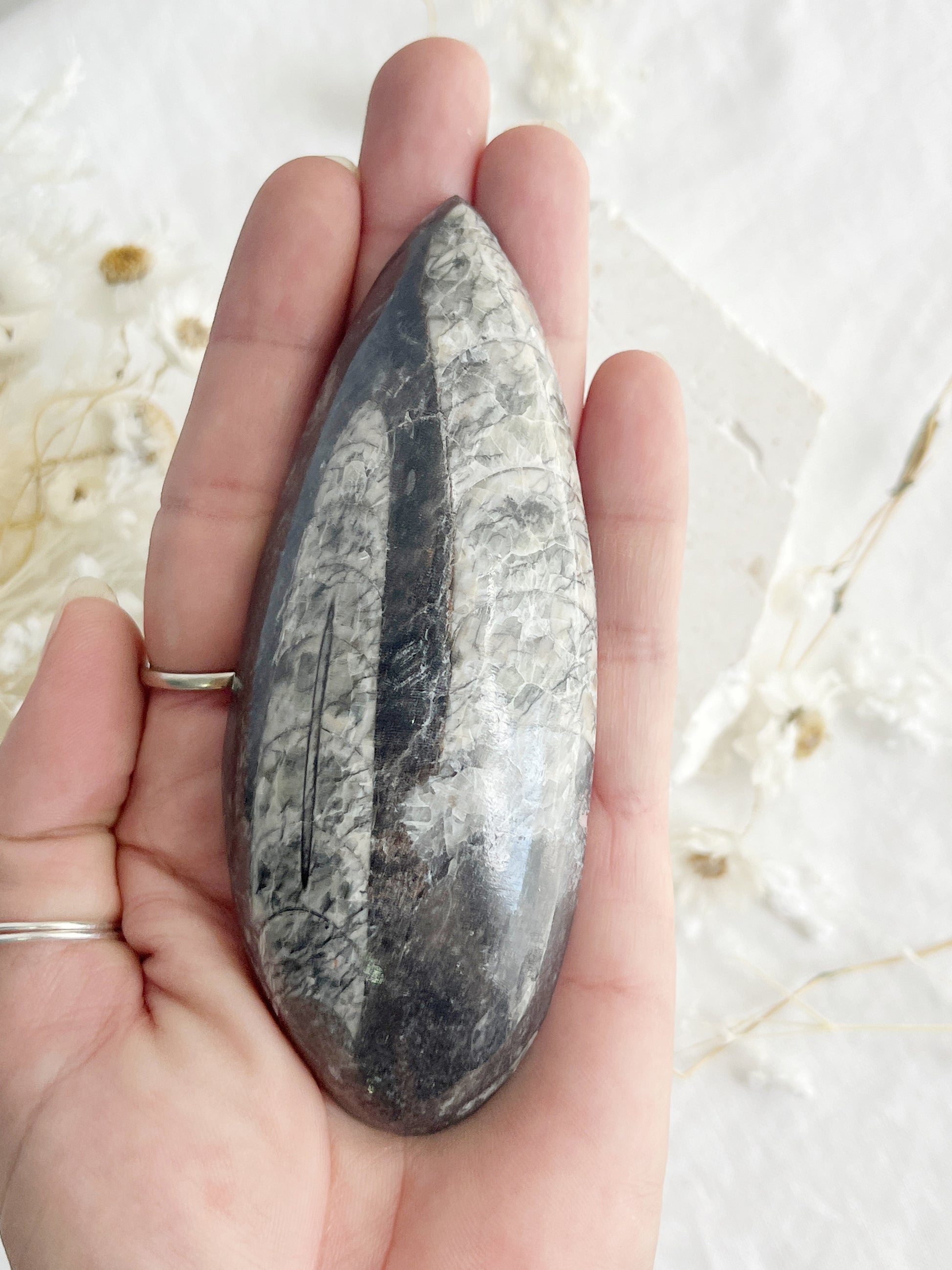 ORTHOCERAS FOSSIL, 31074, STONED AND SAGED AUSTRALIA