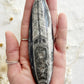 ORTHOCERAS FOSSIL, 31072, STONED AND SAGED AUSTRALIA