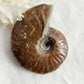 AMMONITE FOSSIL OPALISED || 31519