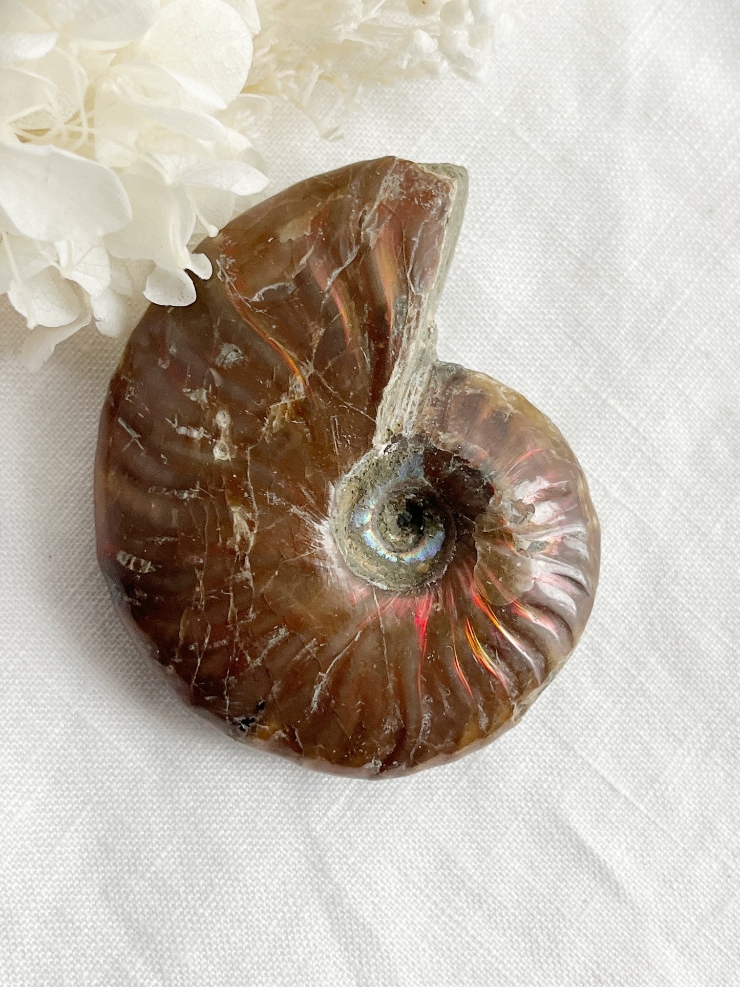 AMMONITE FOSSIL OPALISED || 31519