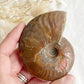 AMMONITE FOSSIL OPALISED || 31517