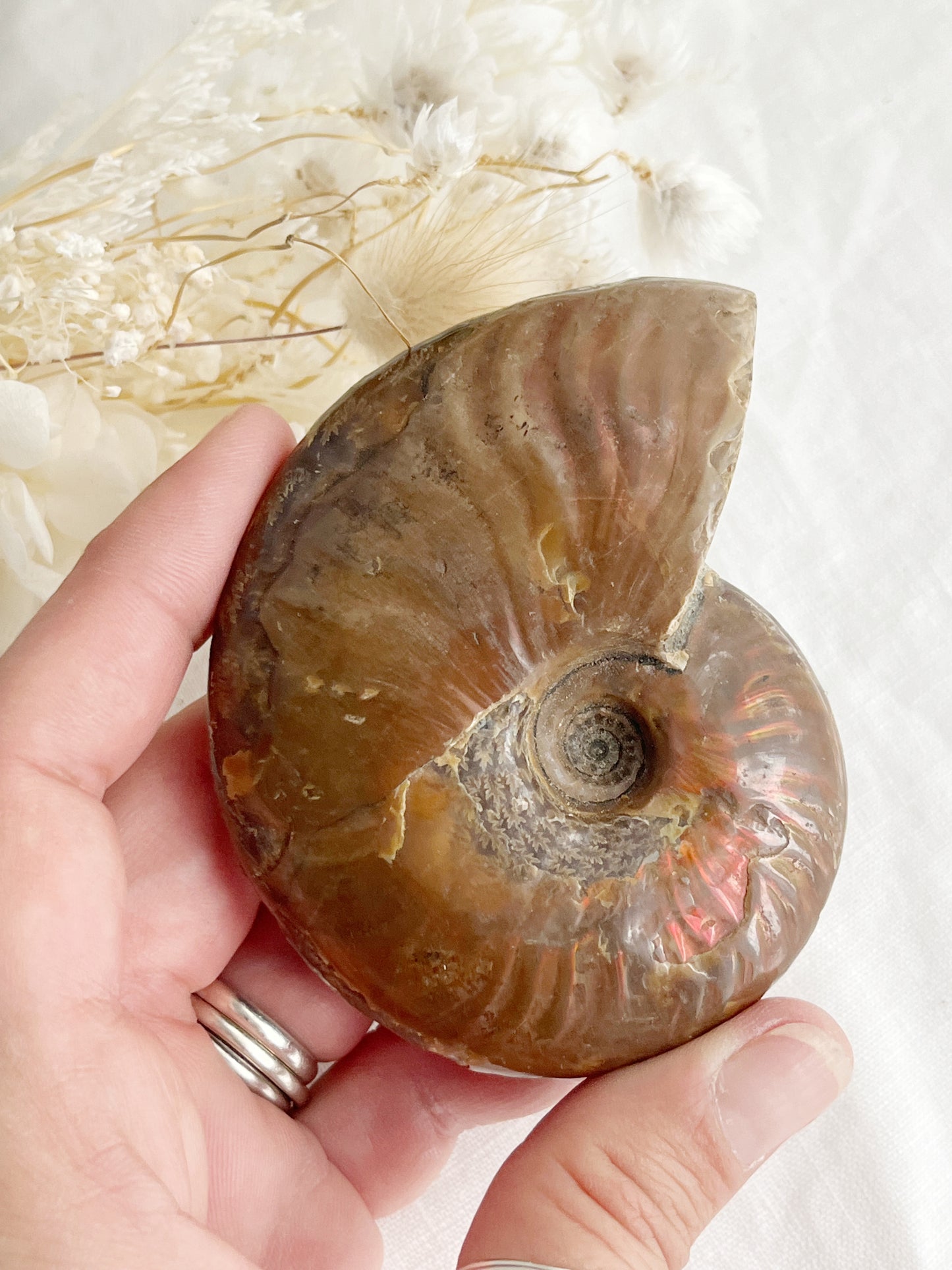 AMMONITE FOSSIL OPALISED || 31517