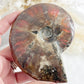 AMMONITE FOSSIL OPALISED || 31514