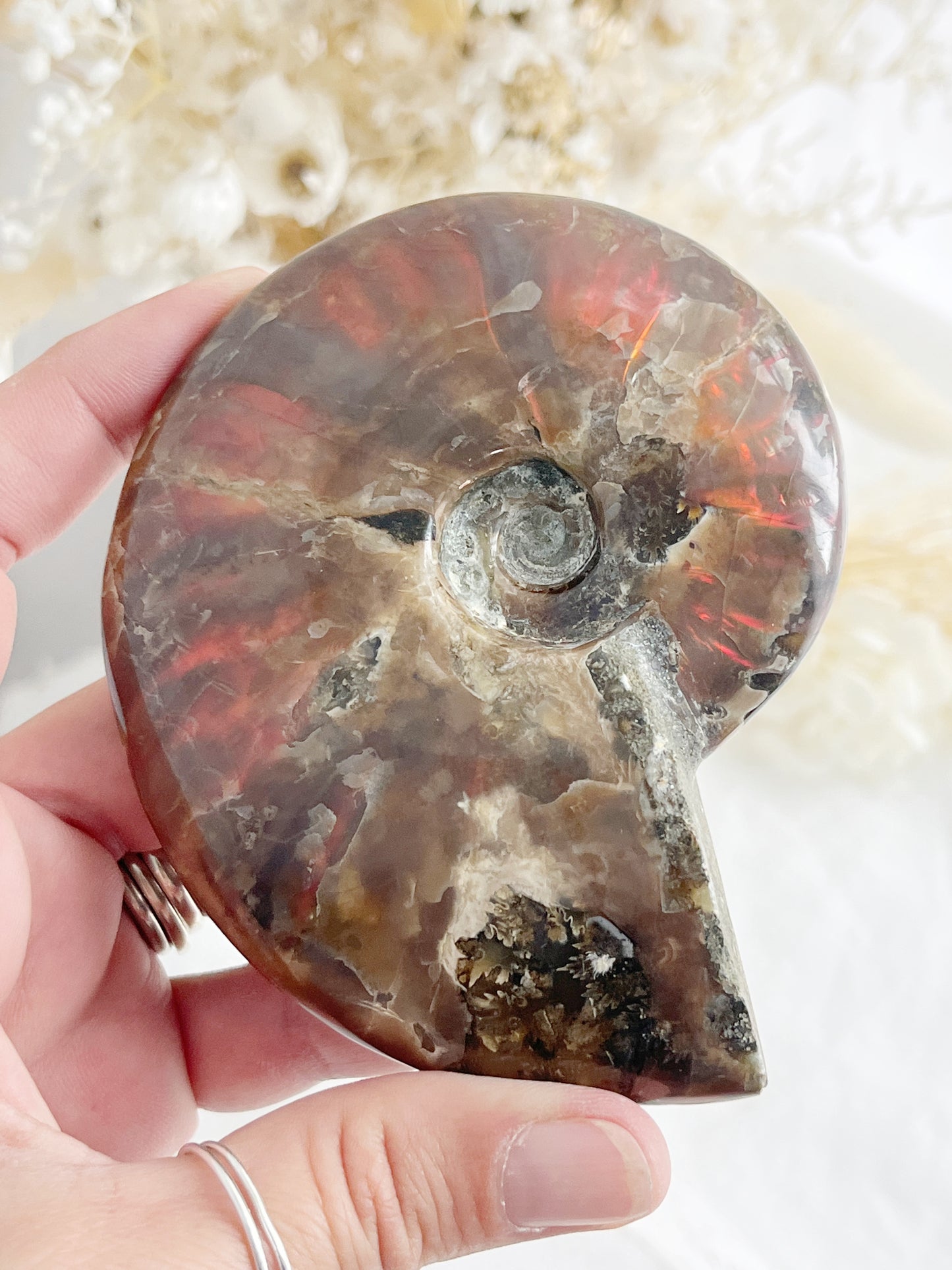 AMMONITE FOSSIL OPALISED || 31514