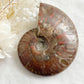 AMMONITE FOSSIL OPALISED || 31518