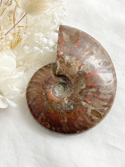 AMMONITE FOSSIL OPALISED || 31518