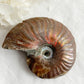 AMMONITE FOSSIL OPALISED || 31519