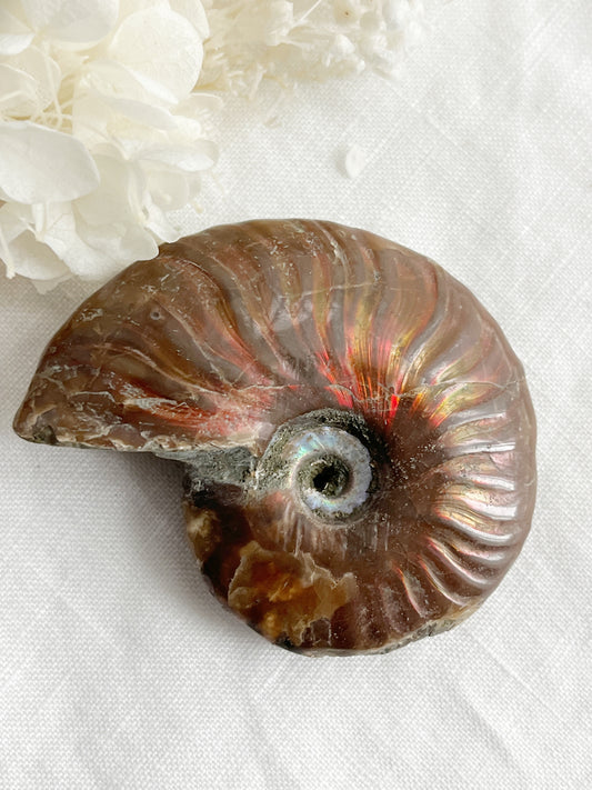 AMMONITE FOSSIL OPALISED || 31519