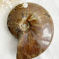 AMMONITE FOSSIL OPALISED || 31515