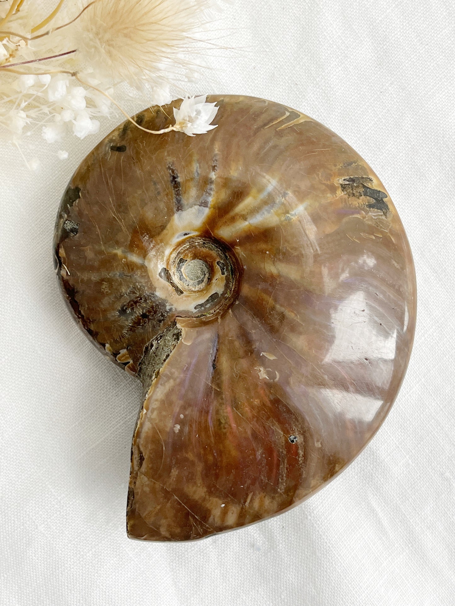 AMMONITE FOSSIL OPALISED || 31515