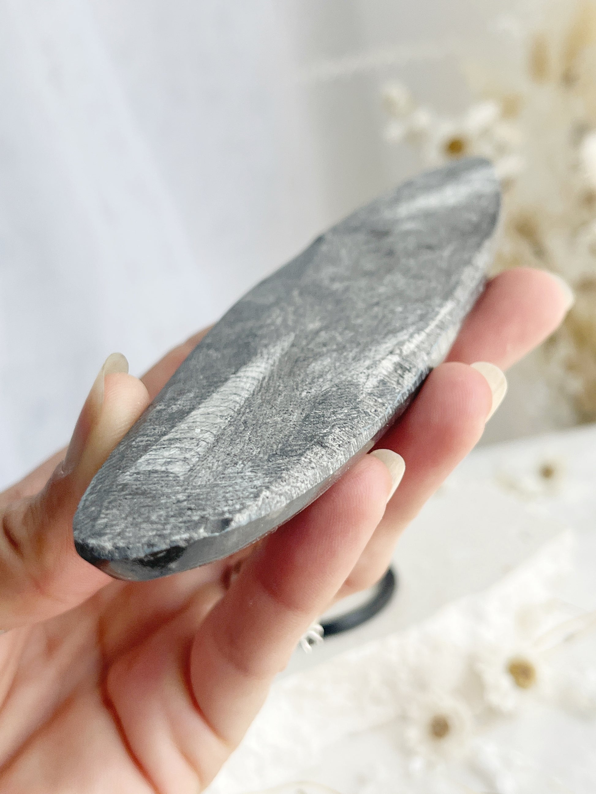 ORTHOCERAS FOSSIL, 31070, STONED AND SAGED AUSTRALIA