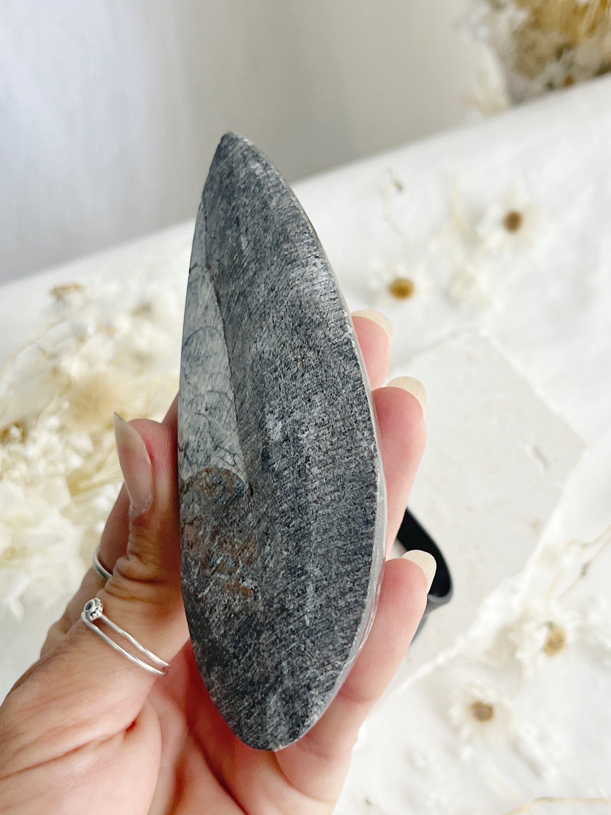 ORTHOCERAS FOSSIL, 31074, STONED AND SAGED AUSTRALIA