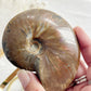 AMMONITE FOSSIL OPALISED || 31515