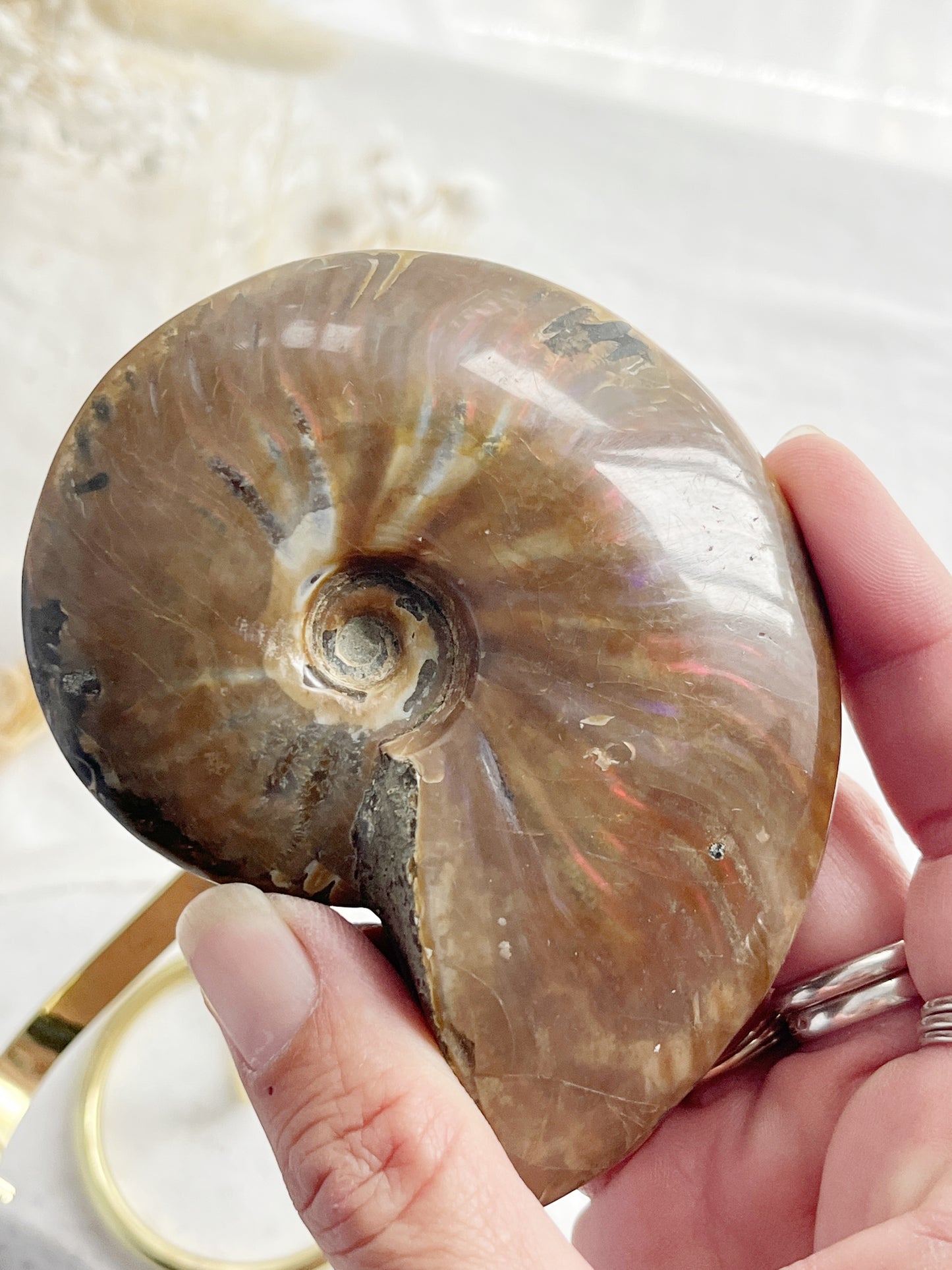 AMMONITE FOSSIL OPALISED || 31515