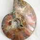 AMMONITE FOSSIL OPALISED || 31514