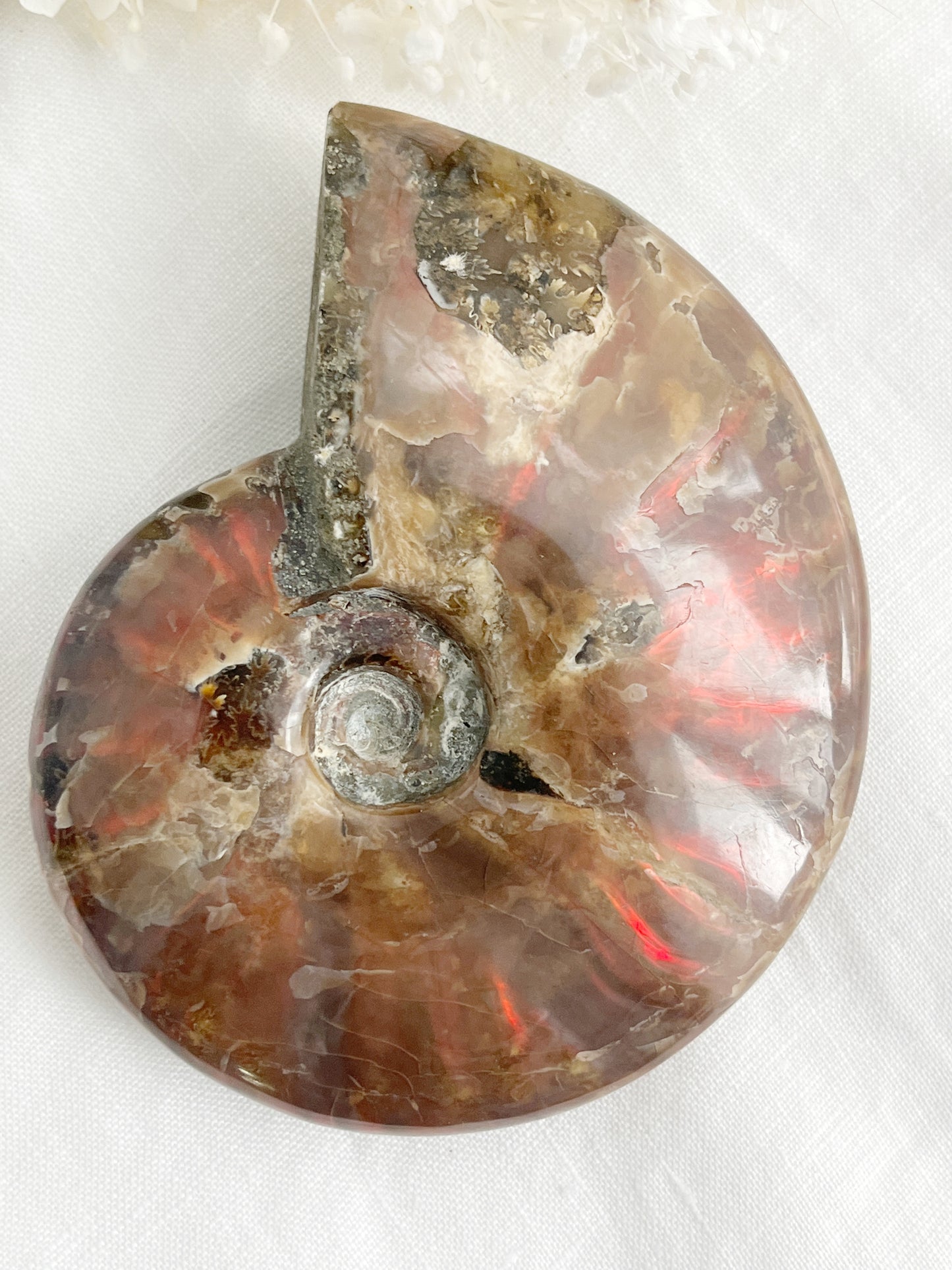 AMMONITE FOSSIL OPALISED || 31514