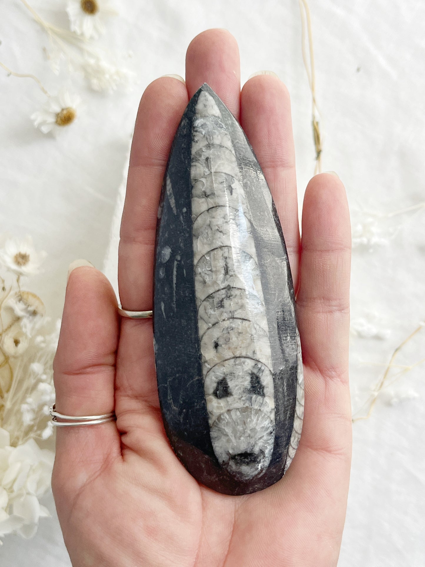 ORTHOCERAS FOSSIL, 31073, STONED AND SAGED AUSTRALIA